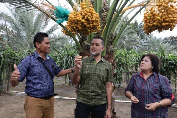 Lihat dan Cicipi Langsung Kurma di Tanah Karo, Musa Rajekshah Takjub dan Yakini Ini